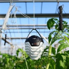 Bosch создала систему диагностики заболевания тепличных растений