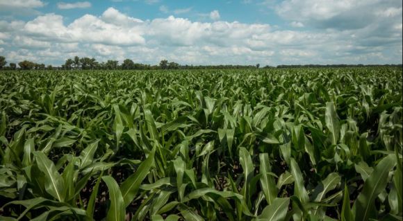 LNZ Group розкриє таємниці потенціалу силосних гібридів кукурудзи UNIVERSEED
