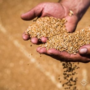 Летняя жара помешала получению рекордных урожаев пшеницы — Укргидрометцентр