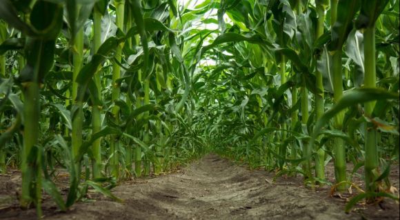 LNZ Group розкриє таємниці потенціалу силосних гібридів кукурудзи UNIVERSEED