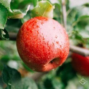 Озвучен прогноз урожая промышленного яблока в Украине