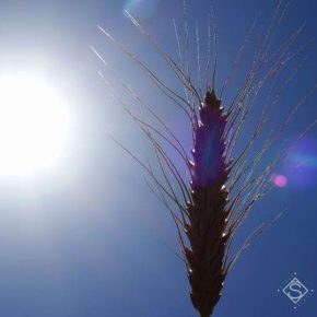 Смена климата привела к сокращению мировых урожаев пшеницы на 0,9% — ученые