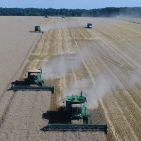 Ukrlandfarming отчитывается о высокое качество собранного урожая пшеницы