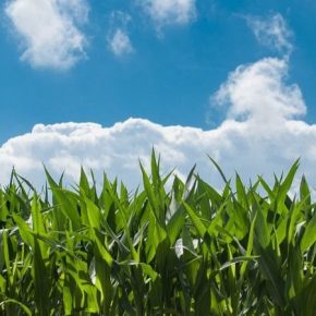 В 2020 году BASF выводит на рынок Украины два новых препарата для зерновых