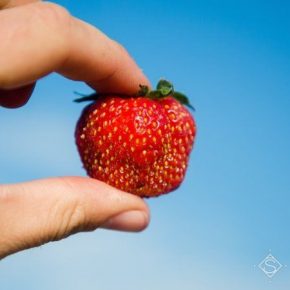 В Украине хотят создать ягодный селекционный консорциум
