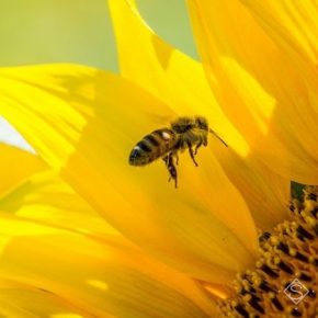 Из-за отравления пестицидами в Украине погибло 40 тысяч пчелосемей