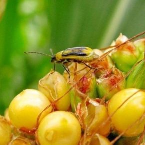 В Украине обнаружены новые очаги распространения кукурузного жука