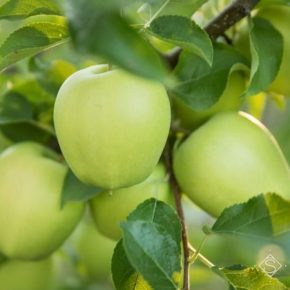 Названы самые популярные сорта яблок в ЕС