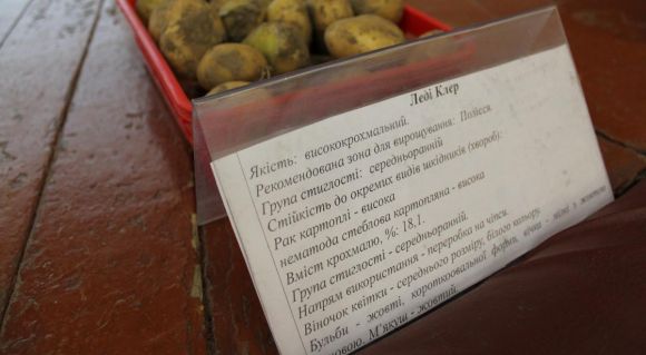На Волині презентували нові сорти картоплі