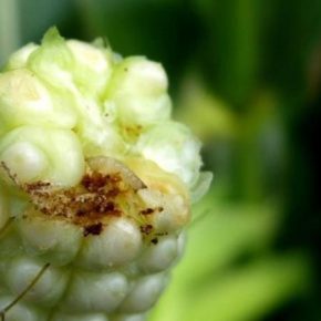 На юге и востоке Украины зафиксирована самая высокая вредоносность кукурузного мотылька
