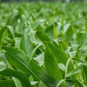 Площади посева кукурузы в Украине выросли почти на 10% — аналитики