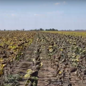 Засуха уничтожает урожай подсолнечника на юге Одесской области