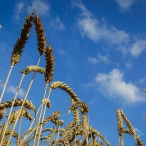 Ученые НААН проверили устойчивость озимой пшеницы к погодным условиям