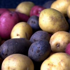 Специалист рассказала об особенностях выращивания и селекции цветной картофеля