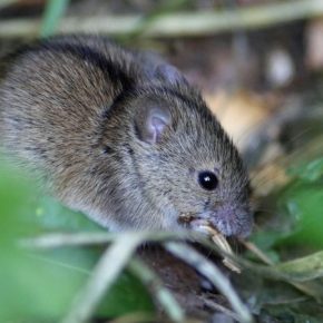 На полях зафиксирован резкий рост популяции мышей