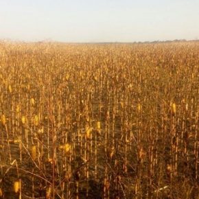В Полтавской области огнем уничтожено более 20 га кукурузы