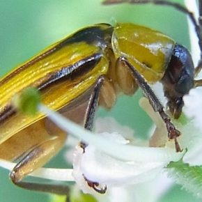 Новые очаги распространения кукурузного жука обнаружены на Житомирщине