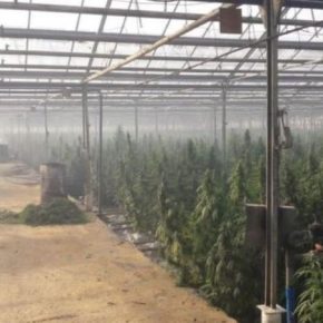 СБУ разоблачила подпольную теплицу по промышленному выращиванию марихуаны стоимостью 50 млн евро
