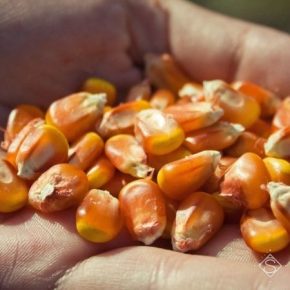Высокий урожай кукурузы будет сопровождаться низкими ценами на зерно — аналитики