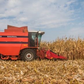 Темпы уборки кукурузы в США значительно отстают от прошлогодних — USDA