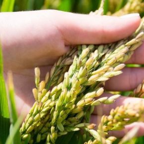 На юге Украины стартовали жатва риса