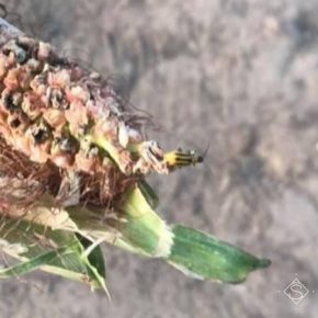 В 5 областях Украины введен карантин по западному кукурузному жуку