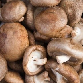 На Закарпатье заработала ферма по выращиванию грибов шиитаке