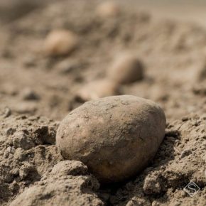 Рекордный неурожай картофеля зафиксировано на Прикарпатье