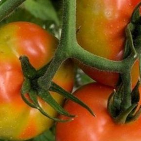 Вирус коричневой морщинистости томатов объявлен карантинным в ЕС