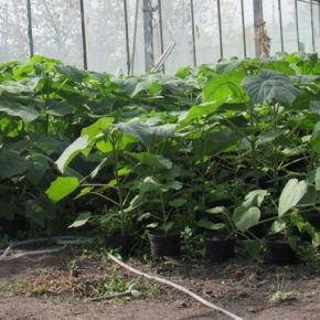 В кооперативе на Кировоградщине выращивают высокоэнергетичускую павловнію