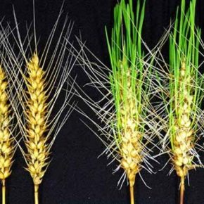 Японские селекционеры представили новый сорт пшеницы