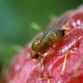 Производителей плодово-ягодных культур предупредили об угрозе появления нового опасного вредителя