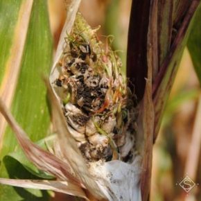 В посевах кукурузы отмечено снижение интенсивности поражения головневыми болезнями початков