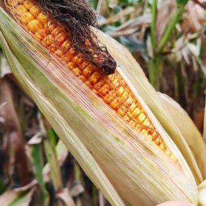 Из-за засухи аграрии севера Украины понесут рекордные потери урожая кукурузы — прогноз