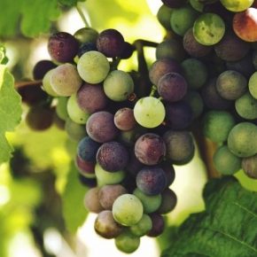 Выращивание винограда в теплицах окупается за 3 года — агроном