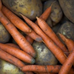 Опасный вредитель угрожает урожаям моркови и картофеля в ЕС