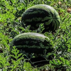 До трети урожая арбуза Херсон рискует потерять из-за жары