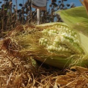Украинские селекционеры вывели уникальную салатную кукурузу