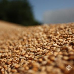 ФАО увеличила мировой прогноз производства зерна