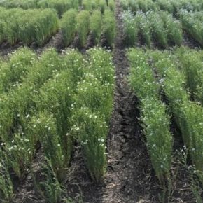 Американские селекционеры представили новый высокоурожайный сорт льна