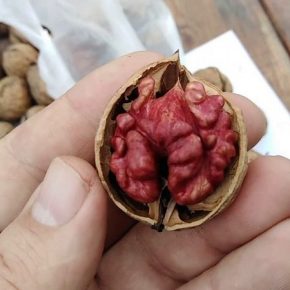 В Украине выращивают уникальные орехи с красным ядром