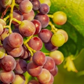 Днепропетровский садовник поделился секретами выращивания винограда
