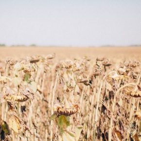 Из-за засухи аграрии юга Украины потеряли 20% урожая — мнение
