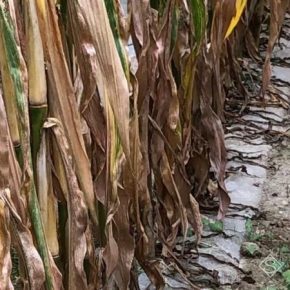 Французский фермер рассказал о преимуществах выращивания кукурузы под пленкой