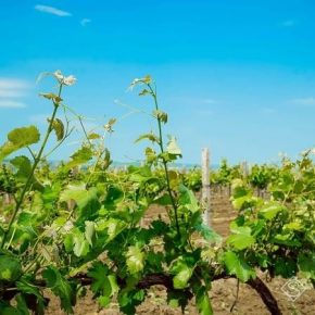 Аграрии жалуются на низкую рентабельность выращивания винограда