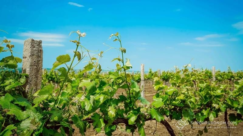 Аграрії скаржаться на низьку рентабельність вирощування винограду