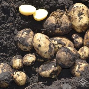 На Волыни зарегистрировали первого производителя семенного картофеля