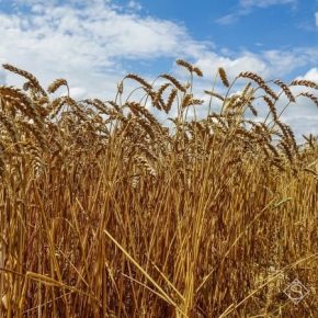 ТОП-5 регионов-лидеров по валовому сбору озимой пшеницы