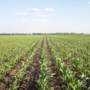 В Украине и Европе выросли площади семеноводческих посевов кукурузы