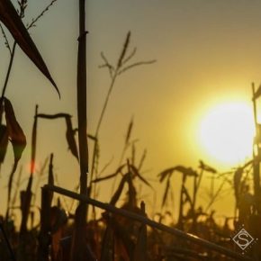 В ЕС прогнозируют снижение урожайности кукурузы на более 9%